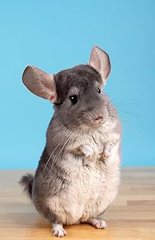 chinchilla grooming near me