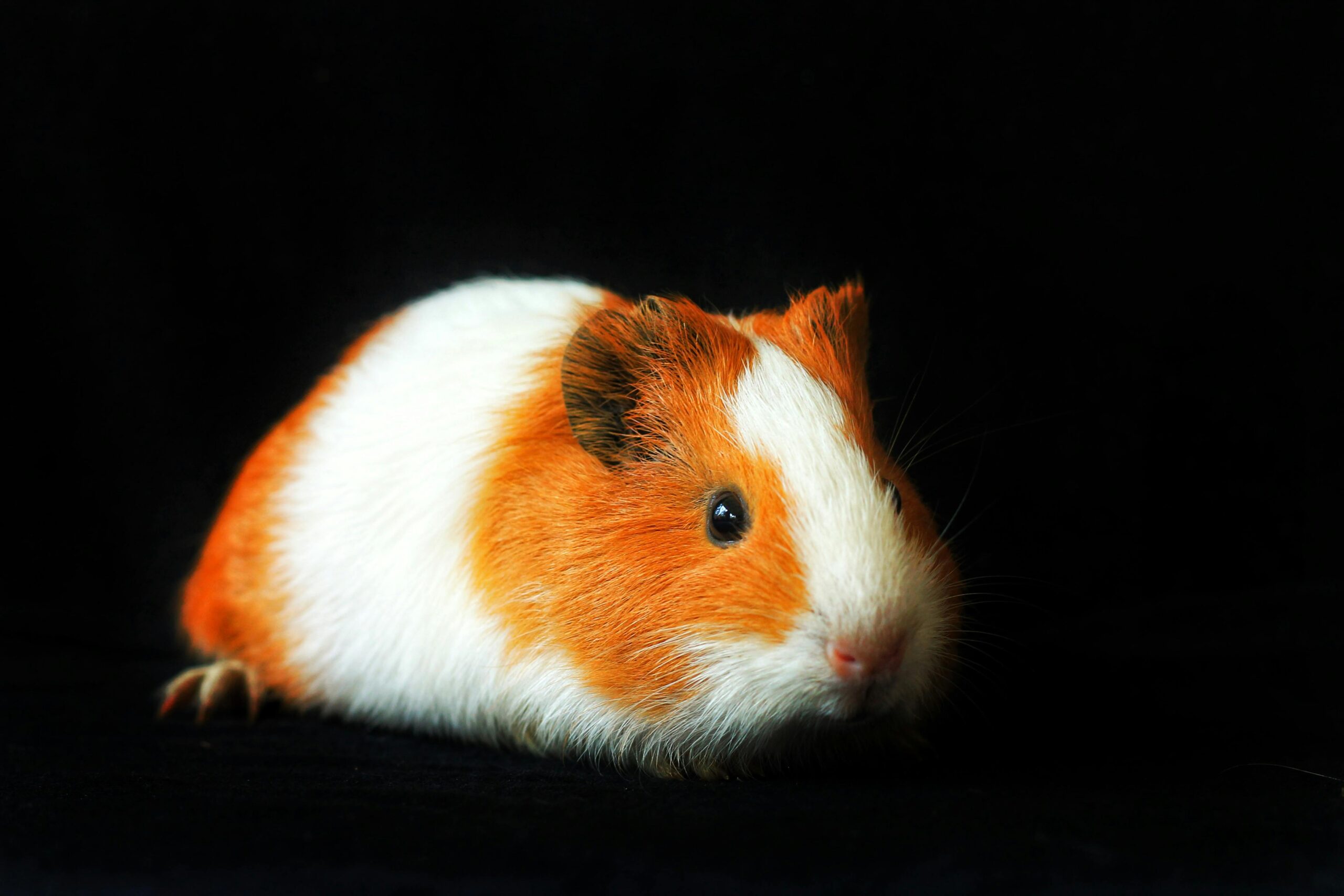 guinea pig grooming near me