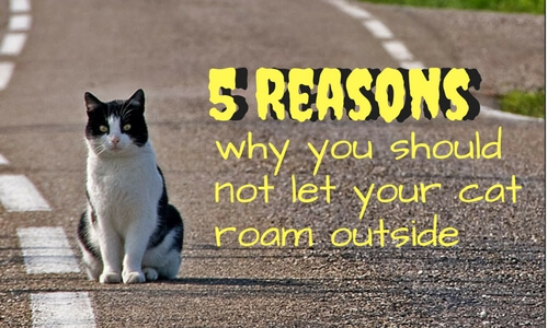 5 Reasons you should not let your cat roam outside